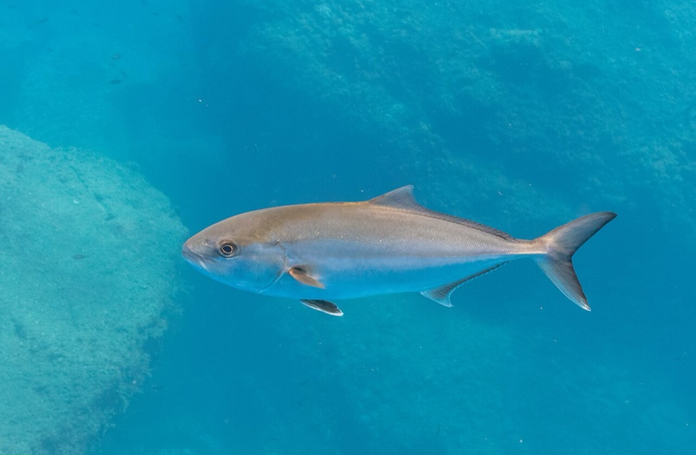 Amberjack