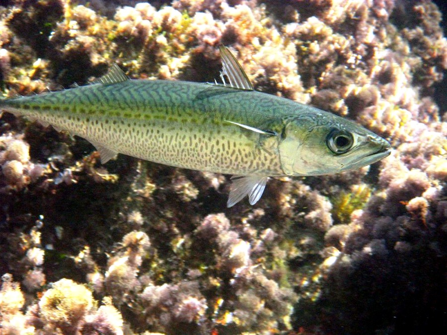 Atlantic Chub Mackerel