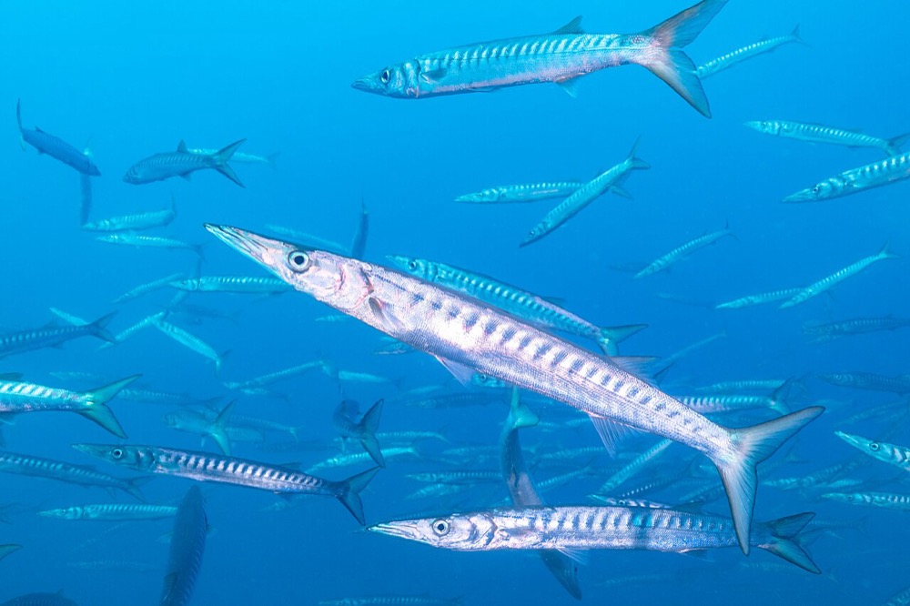 Barracuda