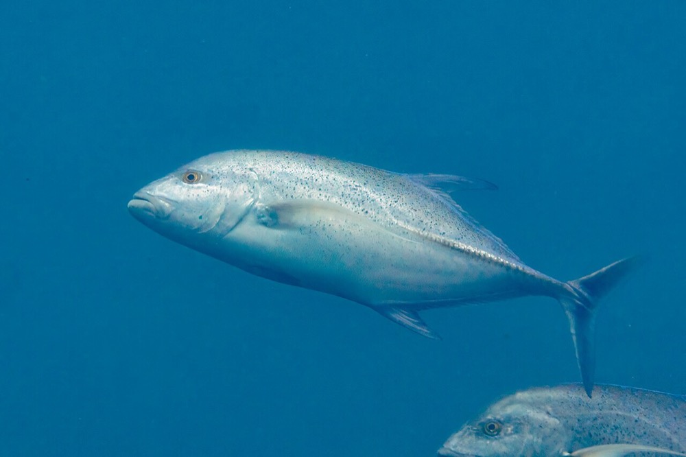Bluefin Trevally