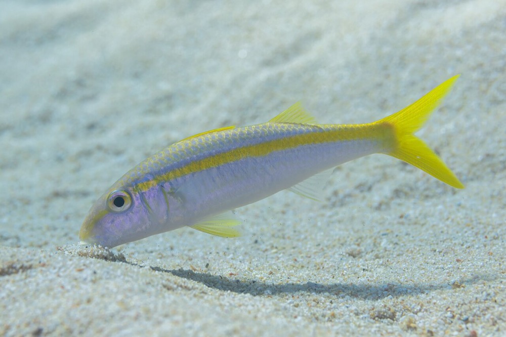 Red Sea Goatfish