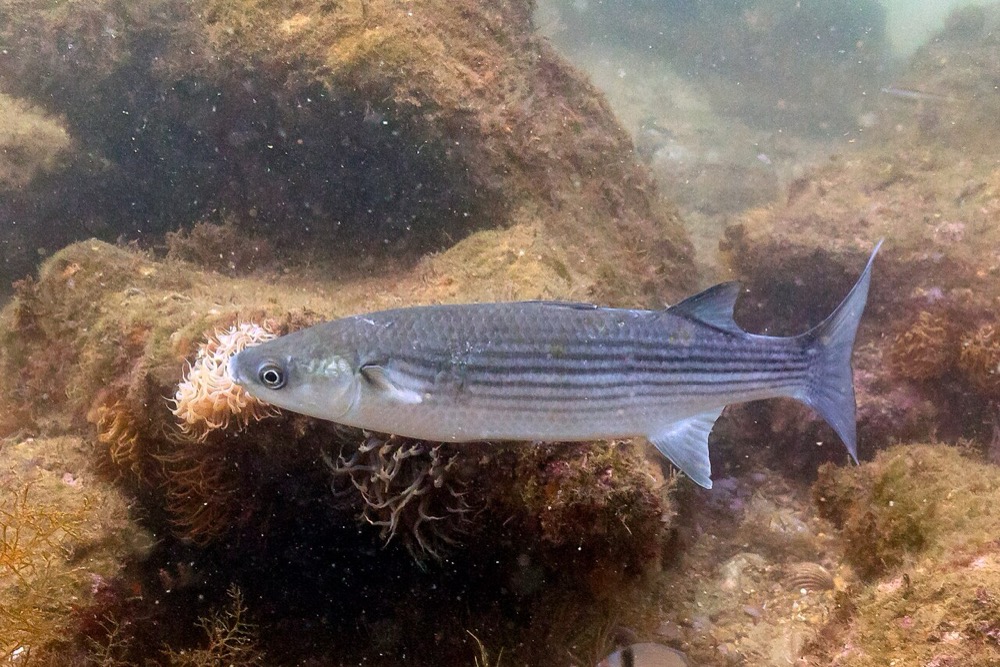 Grey Mullet