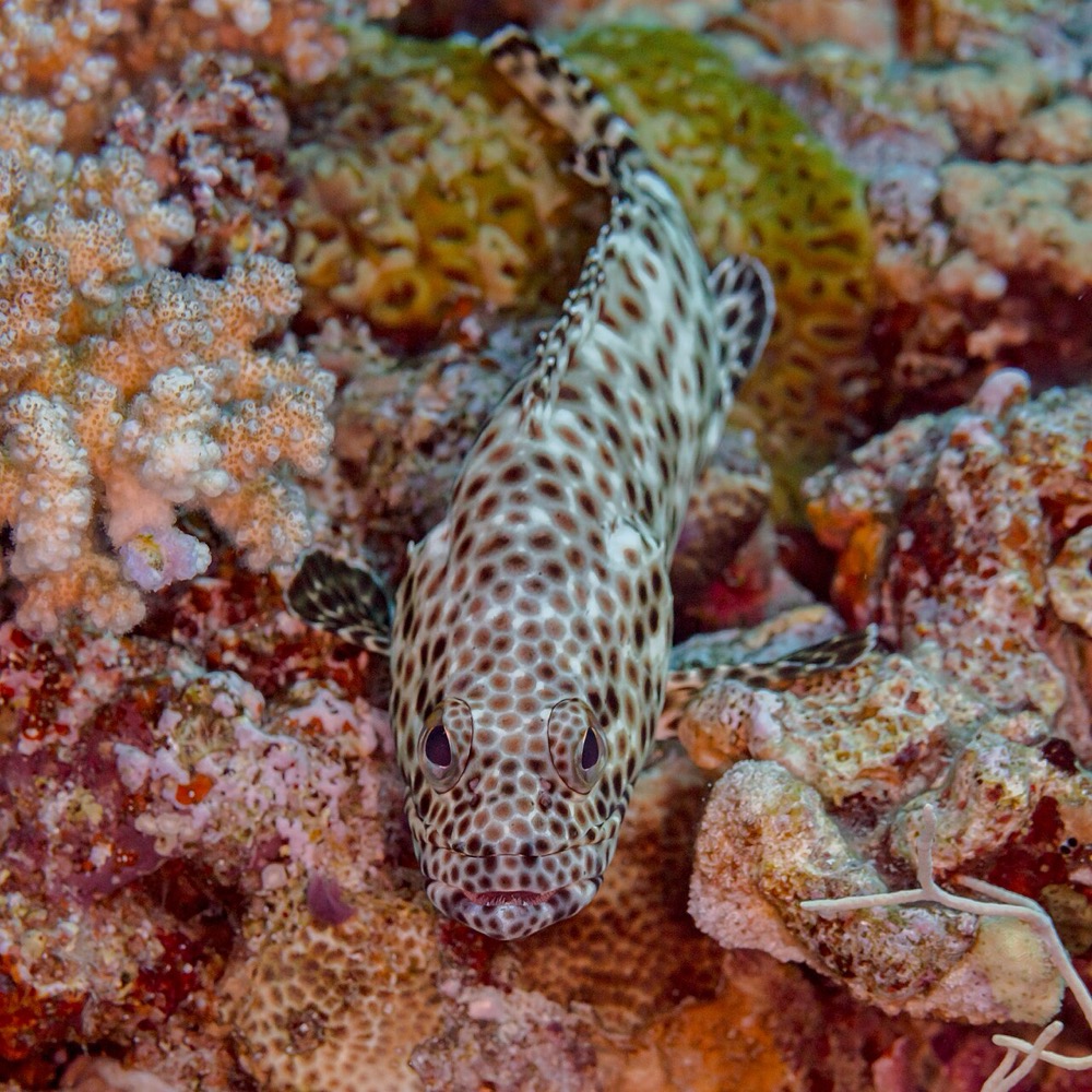 Grouper
