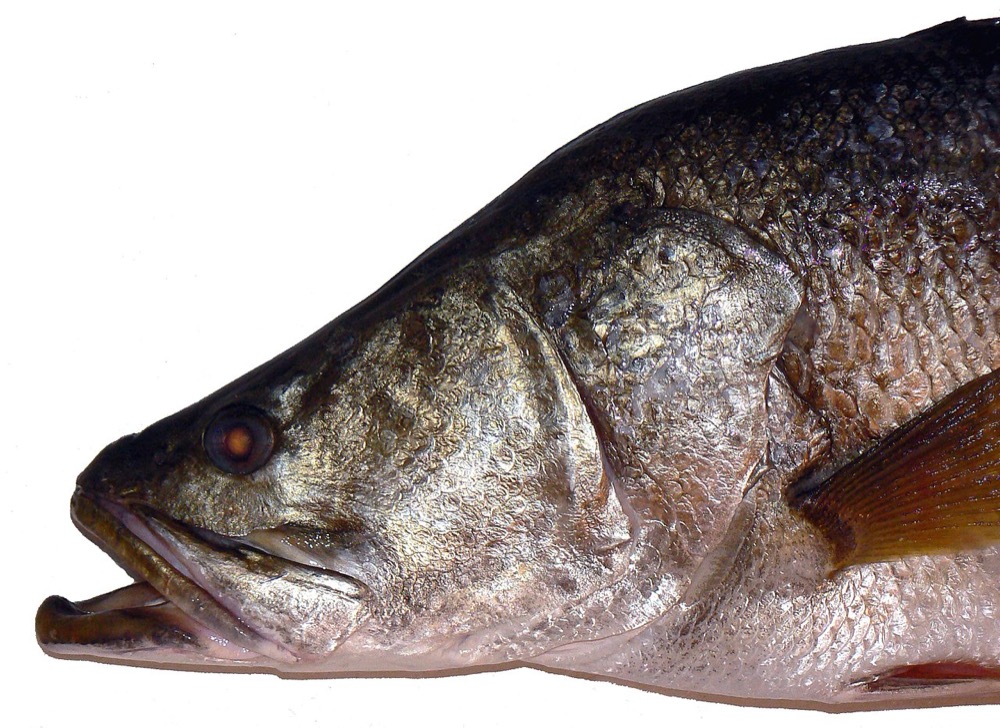 Nile Perch