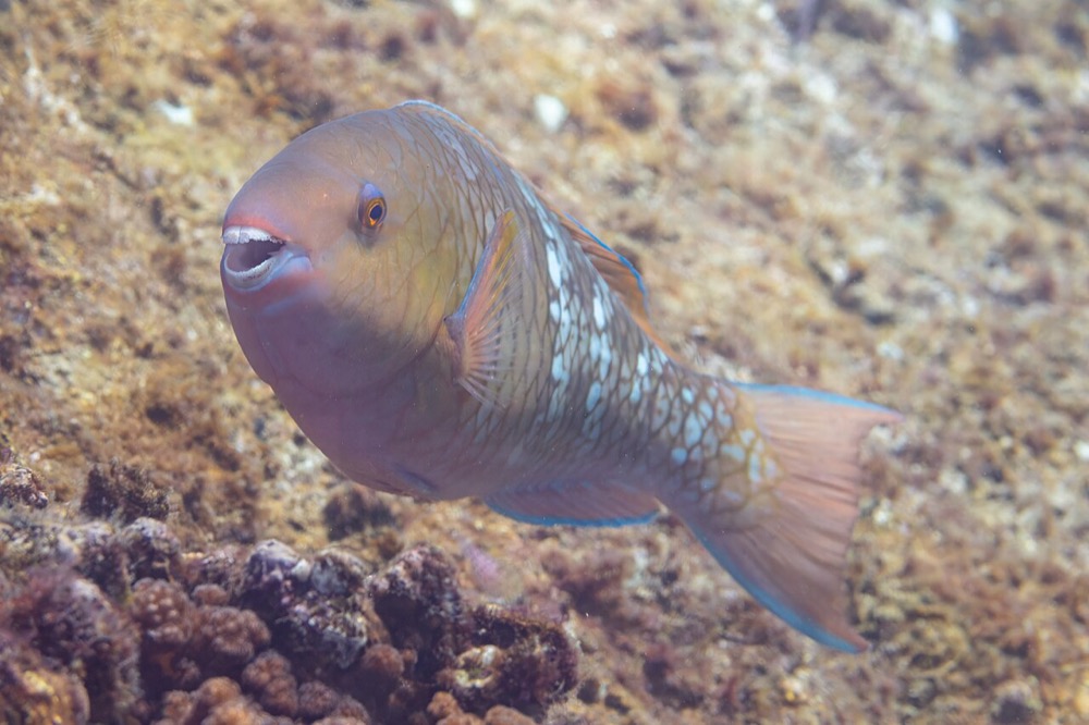Parrotfish