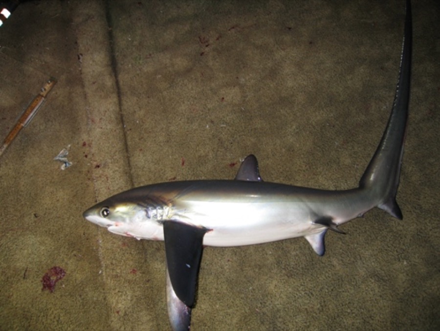 Pelagic Thresher Shark