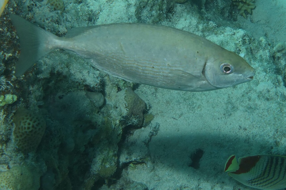 Rabbitfish (Siganus)