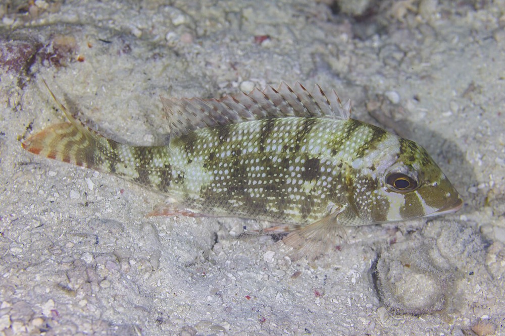 Spangled Emperor