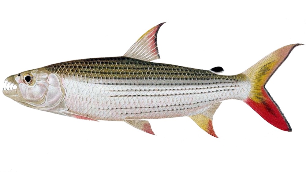 Tigerfish