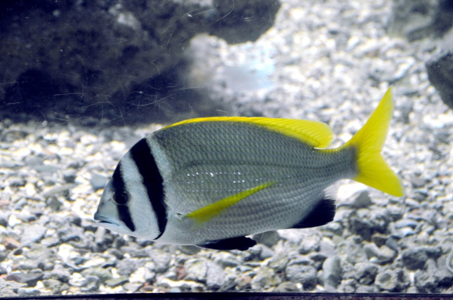 Twobar Seabream